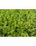 Lysimachia nummularia зелена форма крупним планом
